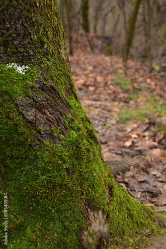 moss in the forest