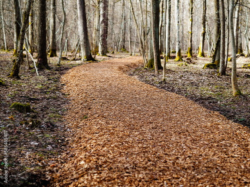 forest view landscape, trees and moss growing on tree trunk and bark, walking path made of wood chips, spring in the forest