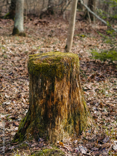old tree stumps, rotten and overgrown with moss, spring landscape in the forest
