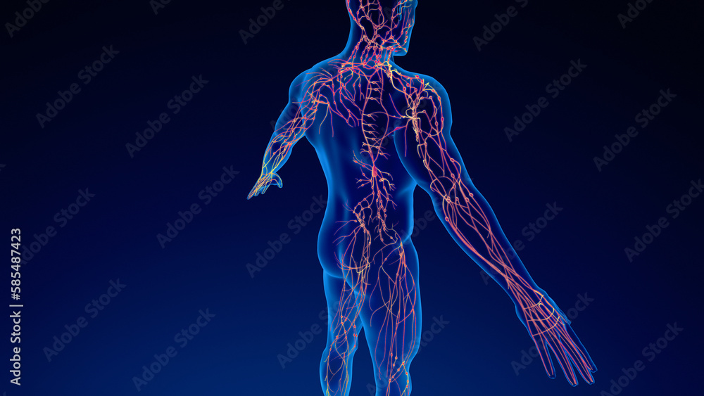 Human lymphatic system 3D illustration Human lymphatic system 3D illustration