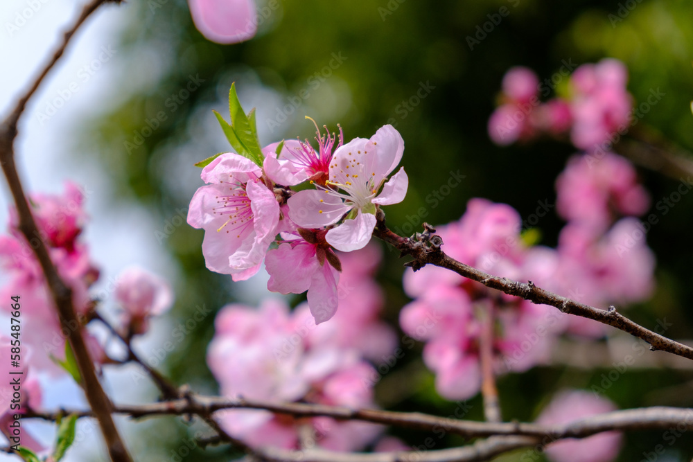 Obraz premium ピンクの桜