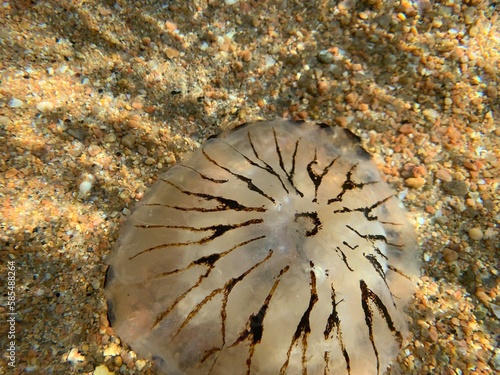 méduse dans l'eau translucide en Bretagne