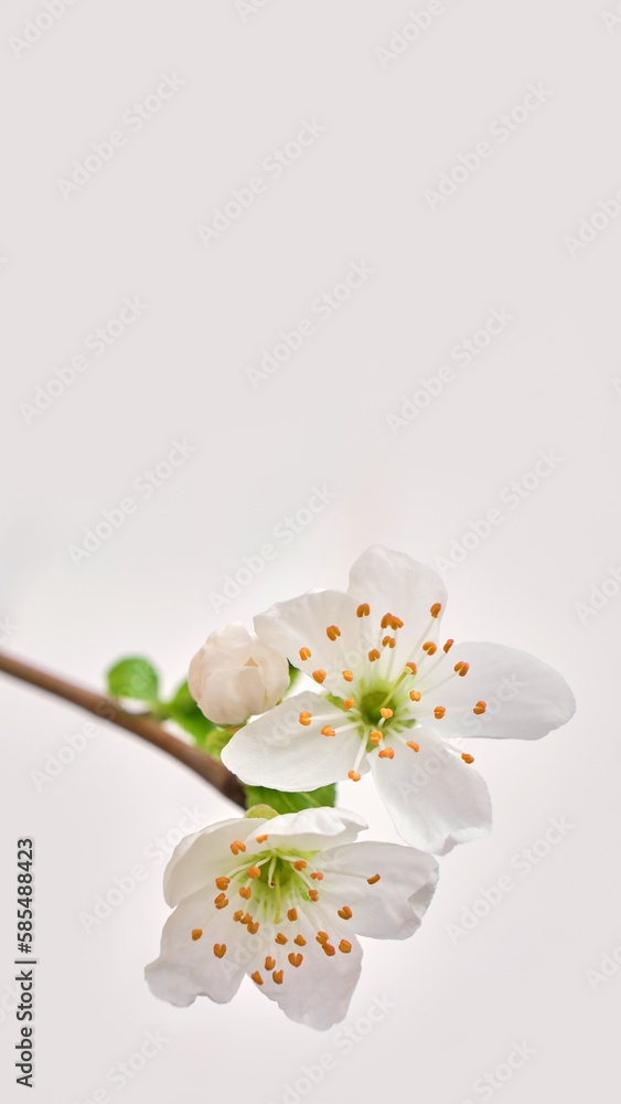 Amazing spring blossom. Tree branches with beautiful flowers on white background, banner design