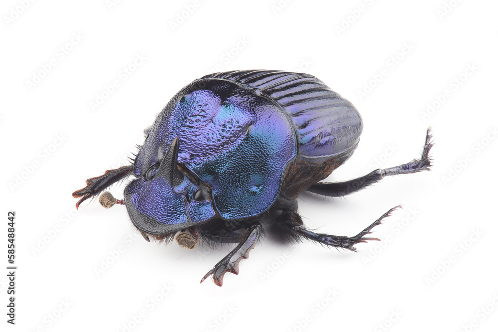 Dung beetle (Phanaeus furiosus) isolated on white background Dung beetle (Phanaeus furiosus) isolated on white background