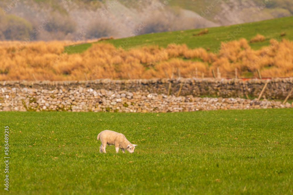 View of the green hills in North UK. Sheep in the pasture. Cumbria. View of the green hills in North UK. Sheep in the pasture. Cumbria.