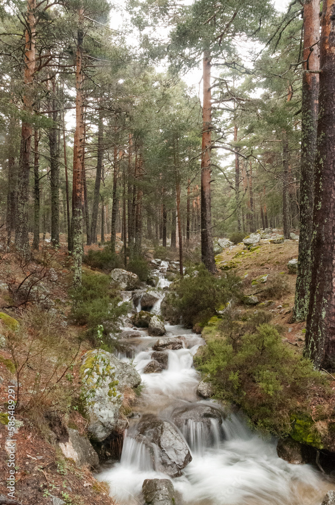 Fototapeta premium stream in the forest pine 