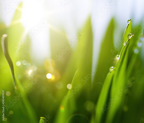 abstract spring nature background with fresh grass against sunny sky
