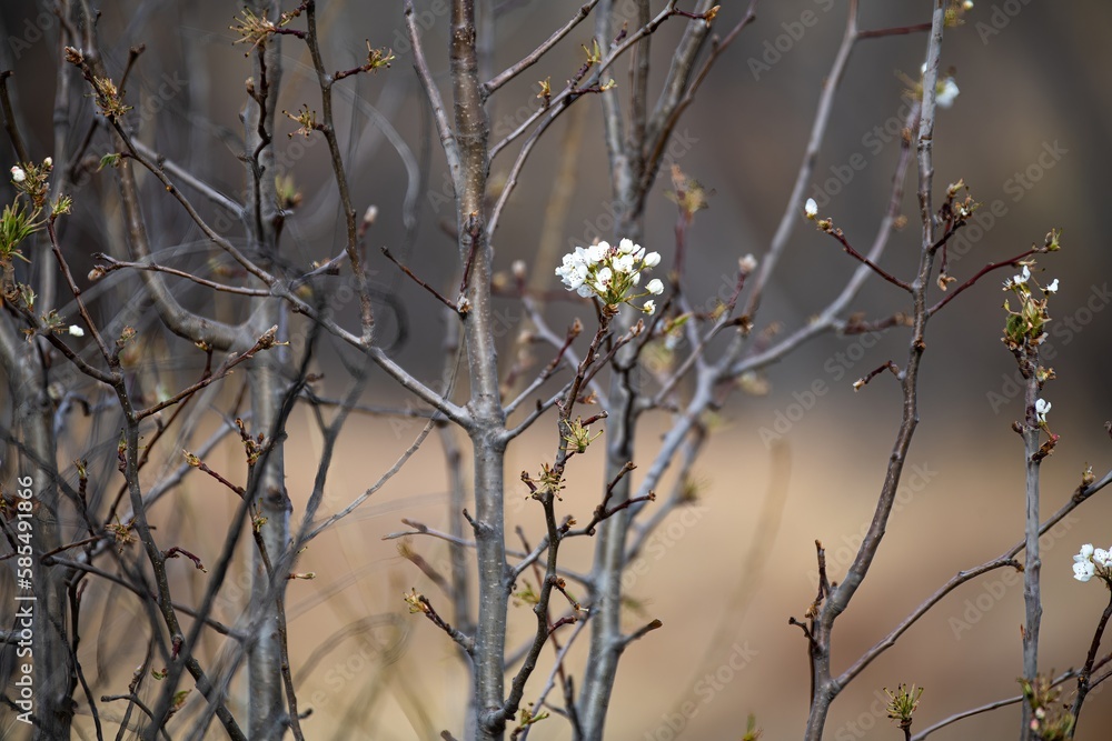 White spring blossoms on a tree White spring blossoms on a tree