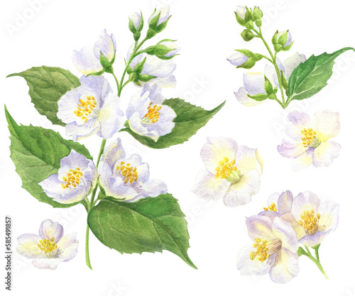 watercolor  set of illustration with flowers of jasmine
