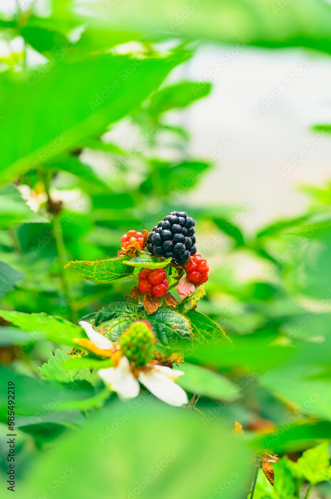 Fresh blackberries.A bunch of ripe blackberry fruits on a branch with green leaves. Fresh blackberries.A bunch of ripe blackberry fruits on a branch with green leaves.