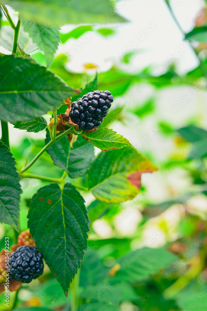 Fresh blackberries.A bunch of ripe blackberry fruits on a branch with green leaves. Fresh blackberries.A bunch of ripe blackberry fruits on a branch with green leaves.