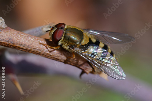 Hoverfly (Syrphus ribesii) on a branch photo