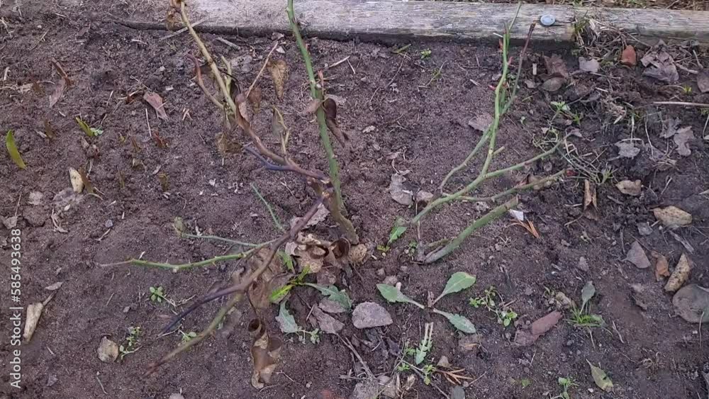 A slave prunes a rose bush with garden scissors in the spring. Spring pruning of rose bushes A slave prunes a rose bush with garden scissors in the spring. Spring pruning of rose bushes