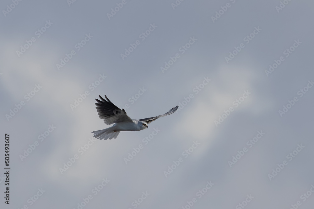 Fototapeta premium Close view of a white-tailed kite flying, seen in the wild in North California 