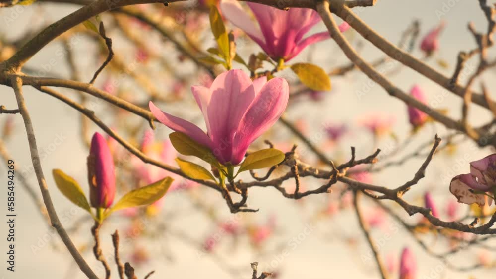 A tree with lots of pink flowers on it A tree with lots of pink flowers on it