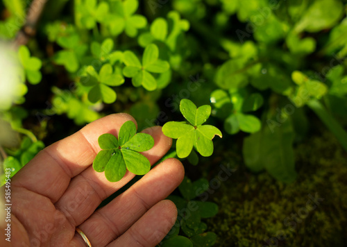 the hand and the clover