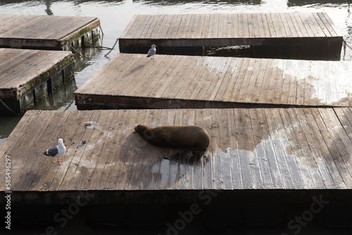 Sea Lion on Pier 39 in San Francisco Bay Area