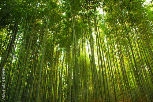 Green Bamboo trees in Kyoto   s Sagano Forest Grove  Arashiyama  Kyoto  Japan