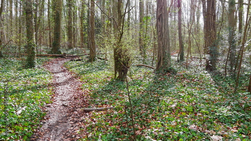 Zone forestière à l'inconnu, sur un chemin de terre sans indication, dans un lieu humide, avec quelques rayons de Soleil passant à travers les arbres, une végétation luxuriante et florissante photo