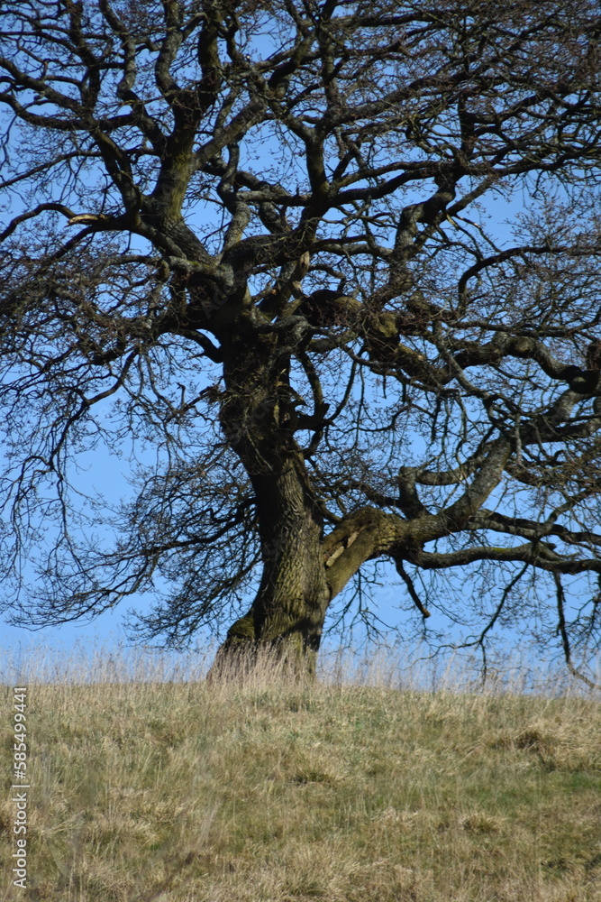 A large tree in the countryside with a clear blue sky background. A large tree in the countryside with a clear blue sky background.