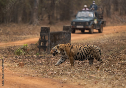 TADOBA  INDIA-MARCH 16  Tourists on Safari jeep watching tiger crossing the road at Tadoba Andhari Tiger Reserve  India on March 16  2023