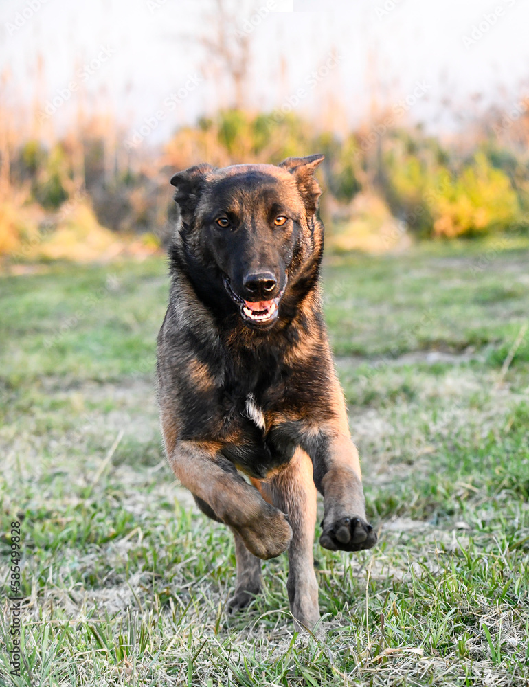 puppy malinois in nature puppy malinois in nature