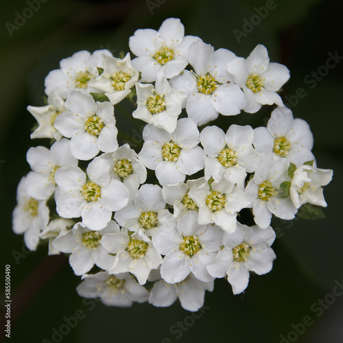 Fleurs blanches © Bernard