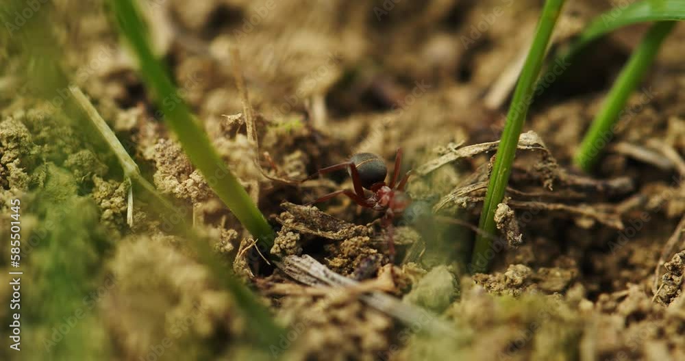 red forest ant climbs on clay and green grass. anthill. macro. the life of ants red forest ant climbs on clay and green grass. anthill. macro. the life of ants