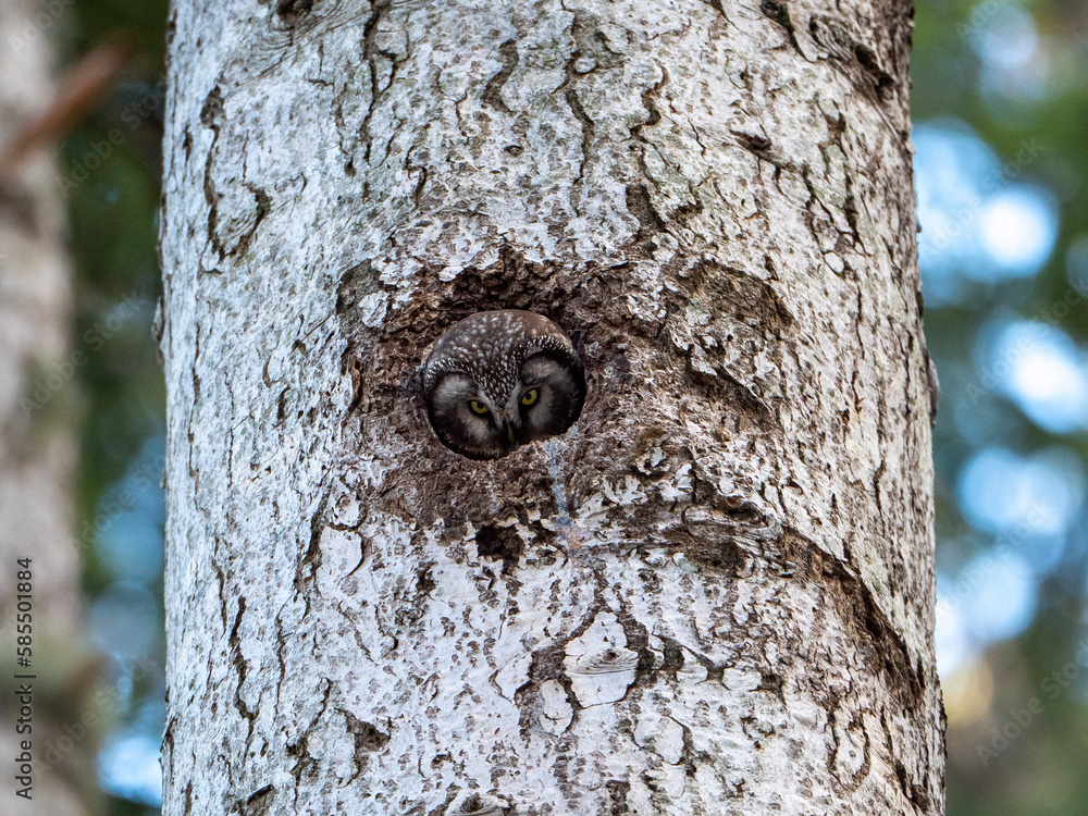 Mochuelo boreal de mirada penetrante en su nido Mochuelo boreal de mirada penetrante en su nido