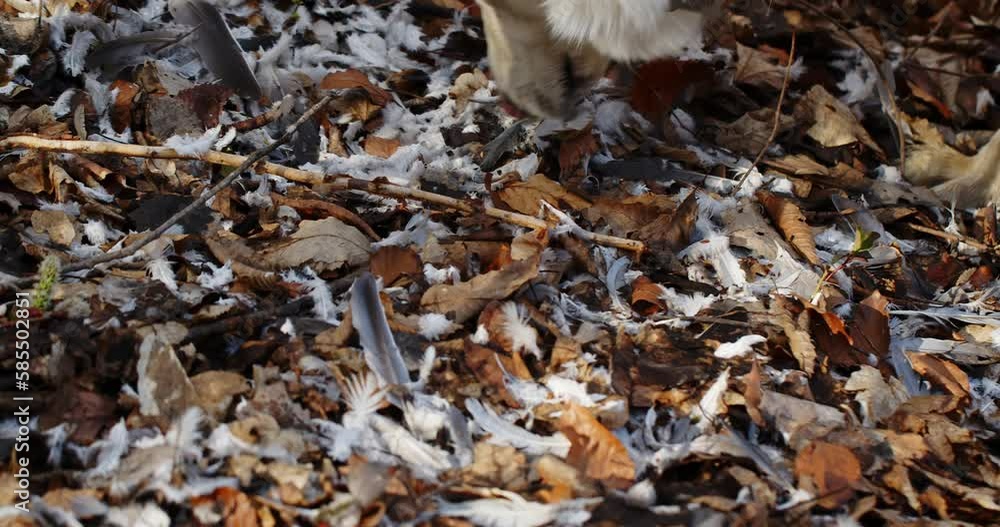 a white shepherd sniffs the feathers of a killed bird in the forest. bird feathers on dry leaves in the forest. hunting. a white shepherd sniffs the feathers of a killed bird in the forest. bird feathers on dry leaves in the forest. hunting.