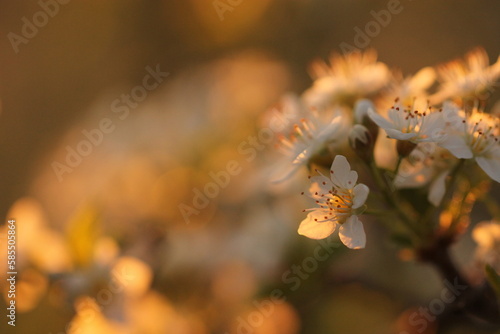 fiori bianchi al tramonto in primavera photo