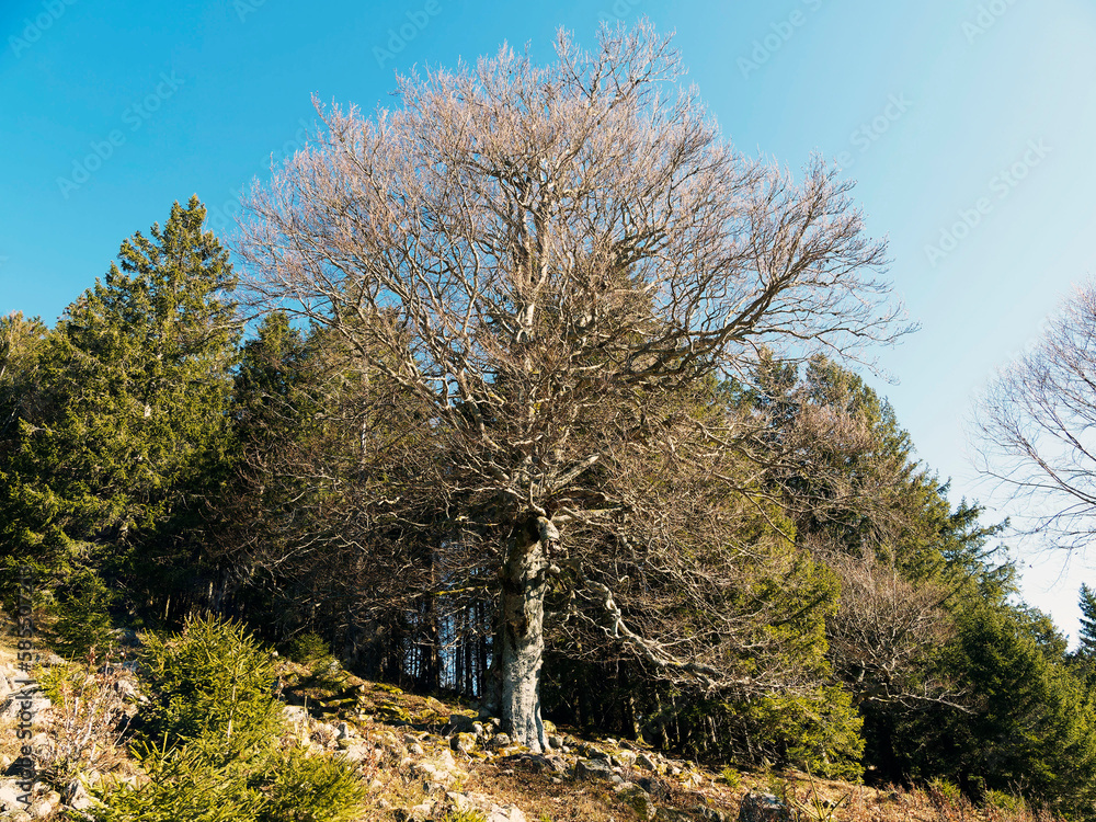 Fröhnd im Wiesental im Naturpark Südschwarzwald. Die alte Buche am Wegesrand nach Herrenschwand Fröhnd im Wiesental im Naturpark Südschwarzwald. Die alte Buche am Wegesrand nach Herrenschwand