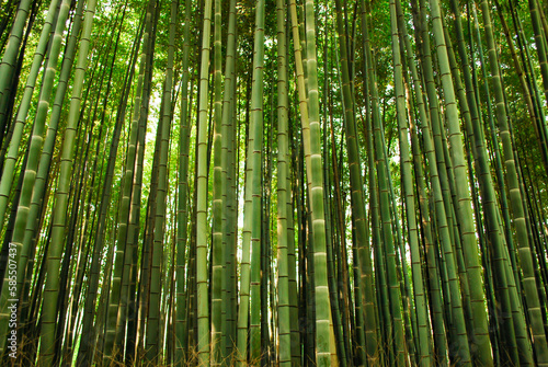 Green Bamboo trees in Kyoto   s Sagano Forest Grove  Arashiyama  Kyoto  Japan