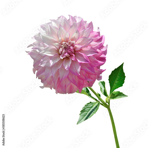 Beautiful pink -white dahlia flower head in full blossom close up, on white background isolated. Delicate decorative Dahlia flower with stem and leaves - floral design element, or gardening concept