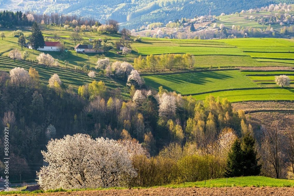 Spring landscape in Hrinova, Slovakia. White Blossom trees, , green meadow, sunset light.