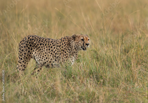 A Cheetah walking in the mid of tall grasses, Masai Mara