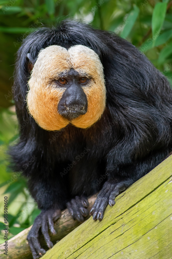 Obraz premium Sakis Monkey