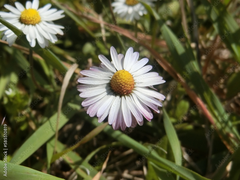 Fototapeta premium daisy in the grass