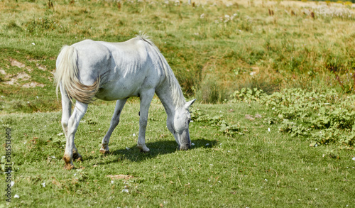 Horse grazes on meadow. Beautiful domestic horse