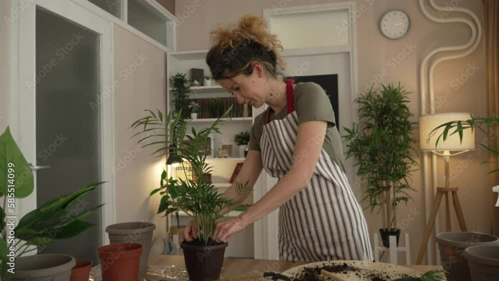 woman gardener florist take care grow cultivate plants at home woman gardener florist take care grow cultivate plants at home