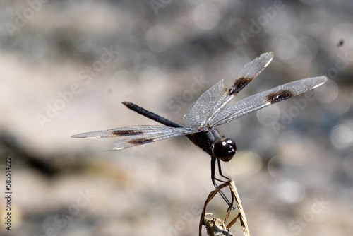 brown dragonfly on a twig photo