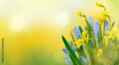 Fototapeta Naklejka Na Ścianę i Meble -  Yellow daffodil and bluebells flowers over green spring background with copy space