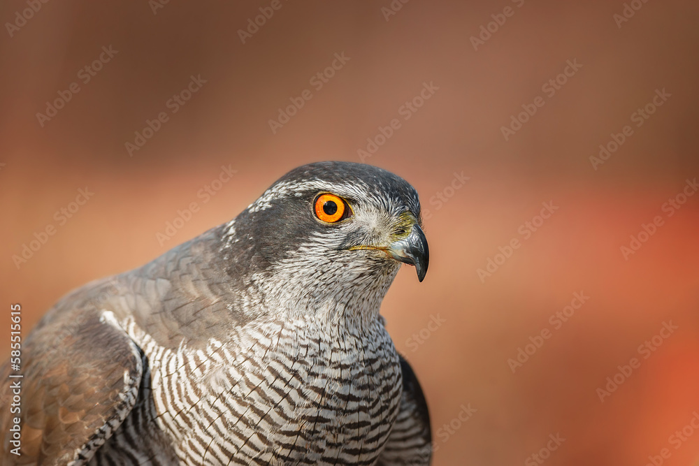 Northern Goshawk (Accipiter gentilis) - adult. Northern Goshawk (Accipiter gentilis) - adult.