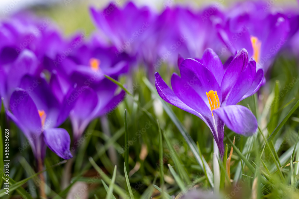 Lila Krokusse auf grüner Wiese im Garten