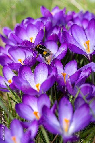 Hummel auf lila Krokussen auf grüner Wiese im Garten