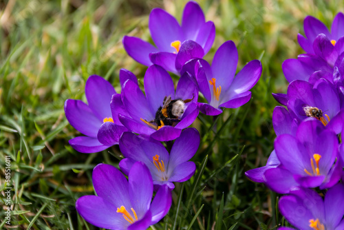 Hummel trinkt Nektar aus lila Krokusblüte umringt von weiteren Blüten