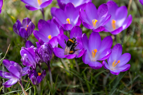 Hummel sitzt in lila Krokusblüte umringt von weiteren Blüten