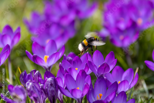 Hummel fliegt über lila Krokusse im Garten
