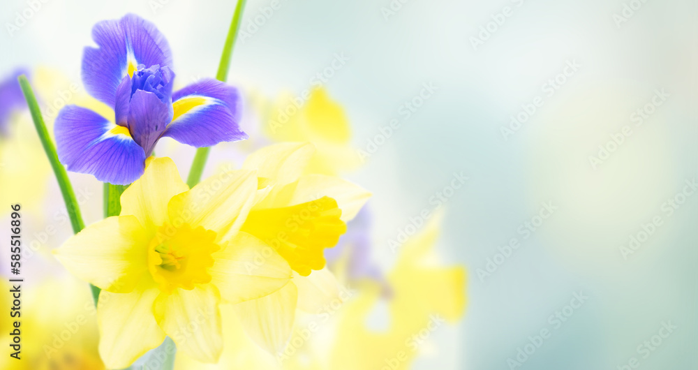 daffodil and iris flowers over gray garden background with copy space daffodil and iris flowers over gray garden background with copy space