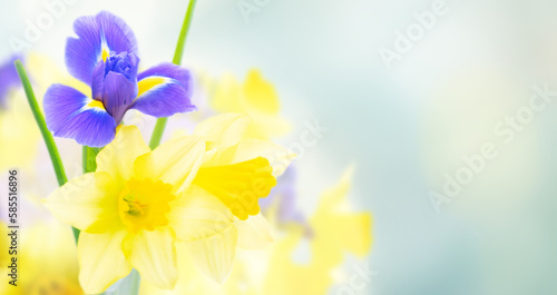 daffodil and iris flowers over gray garden background with copy space